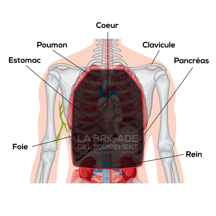 schéma anatomique plaque balistique